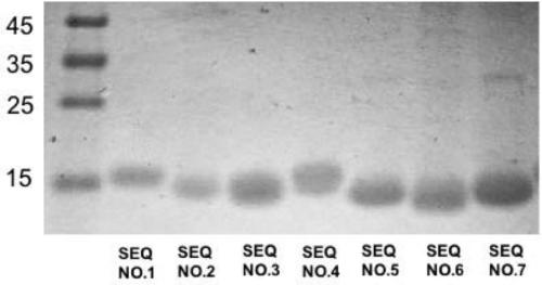 Application of radiolabeled anti-nano antibody in prognosis and diagnosis of cancer