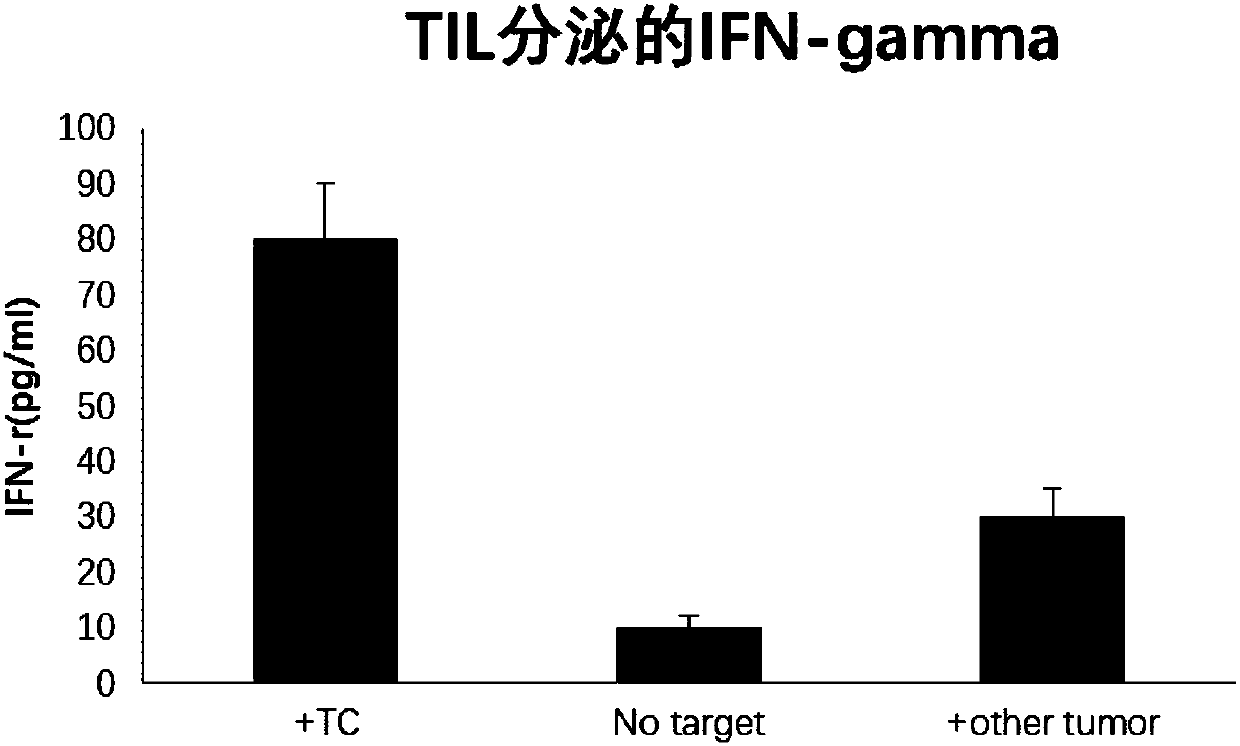 Method for screening tumor specific T cell from TIL (tumor infiltrating lymphocyte)