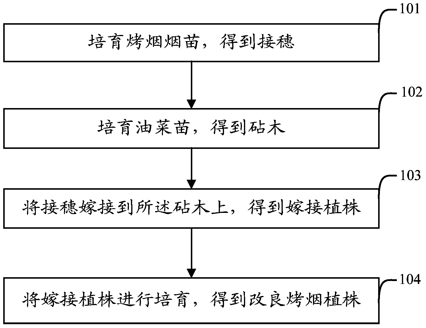 Cultivation method of improved tobacco plant