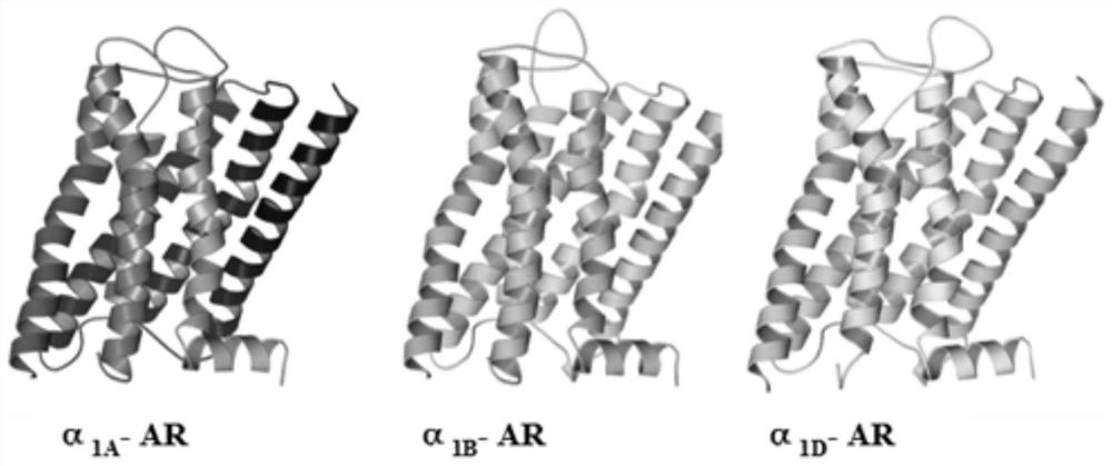 alpha  <sub>1</sub> Three-dimensional crystal structure model of -ar subtype protein and its establishment method
