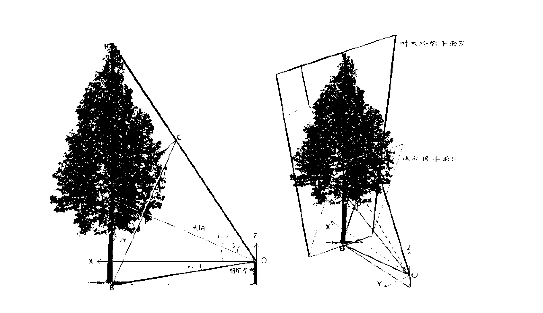 Method for rapidly acquiring tree morphological model parameters based on photogrammetry