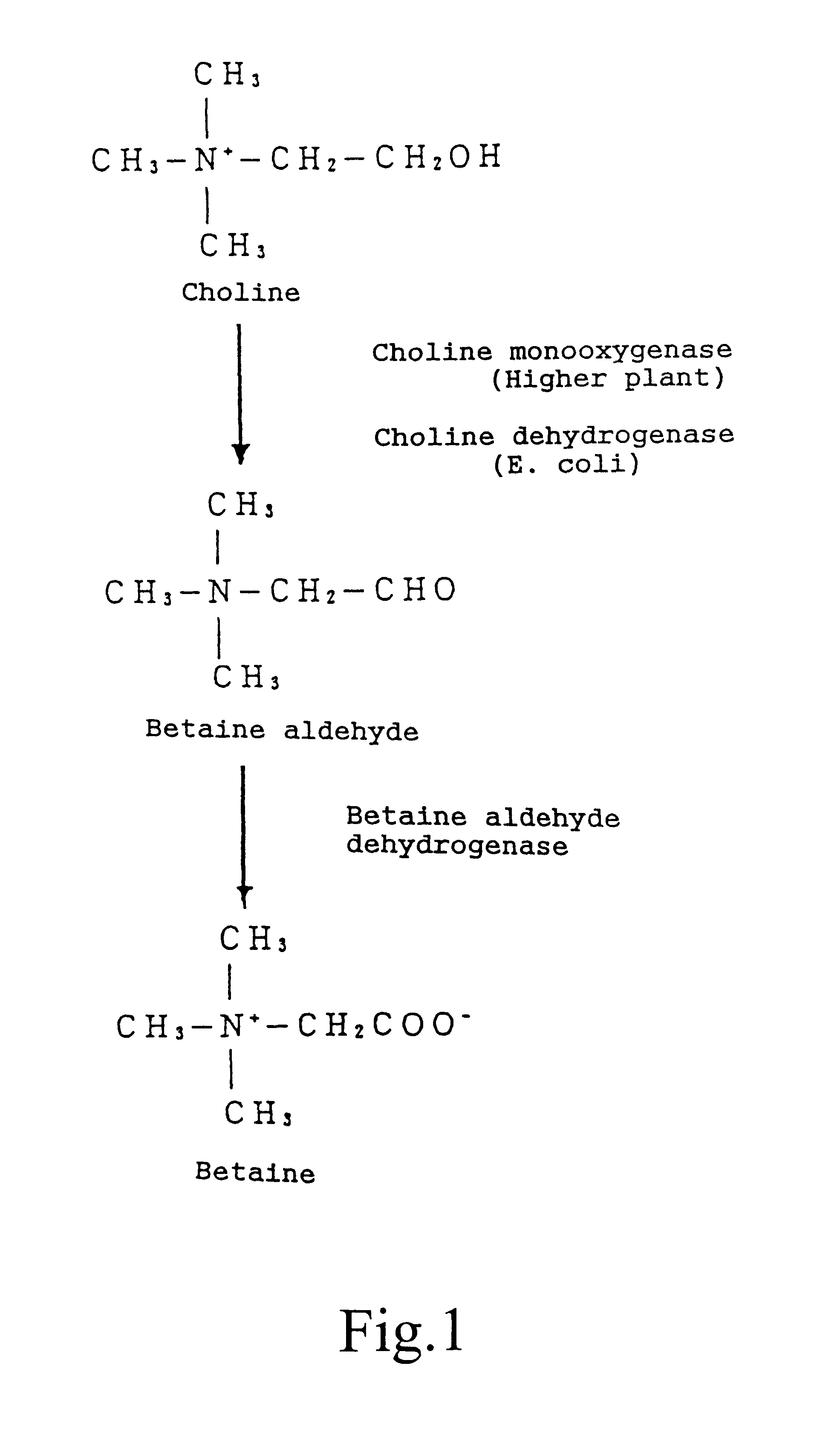 Method for producing temperature-tolerant plants