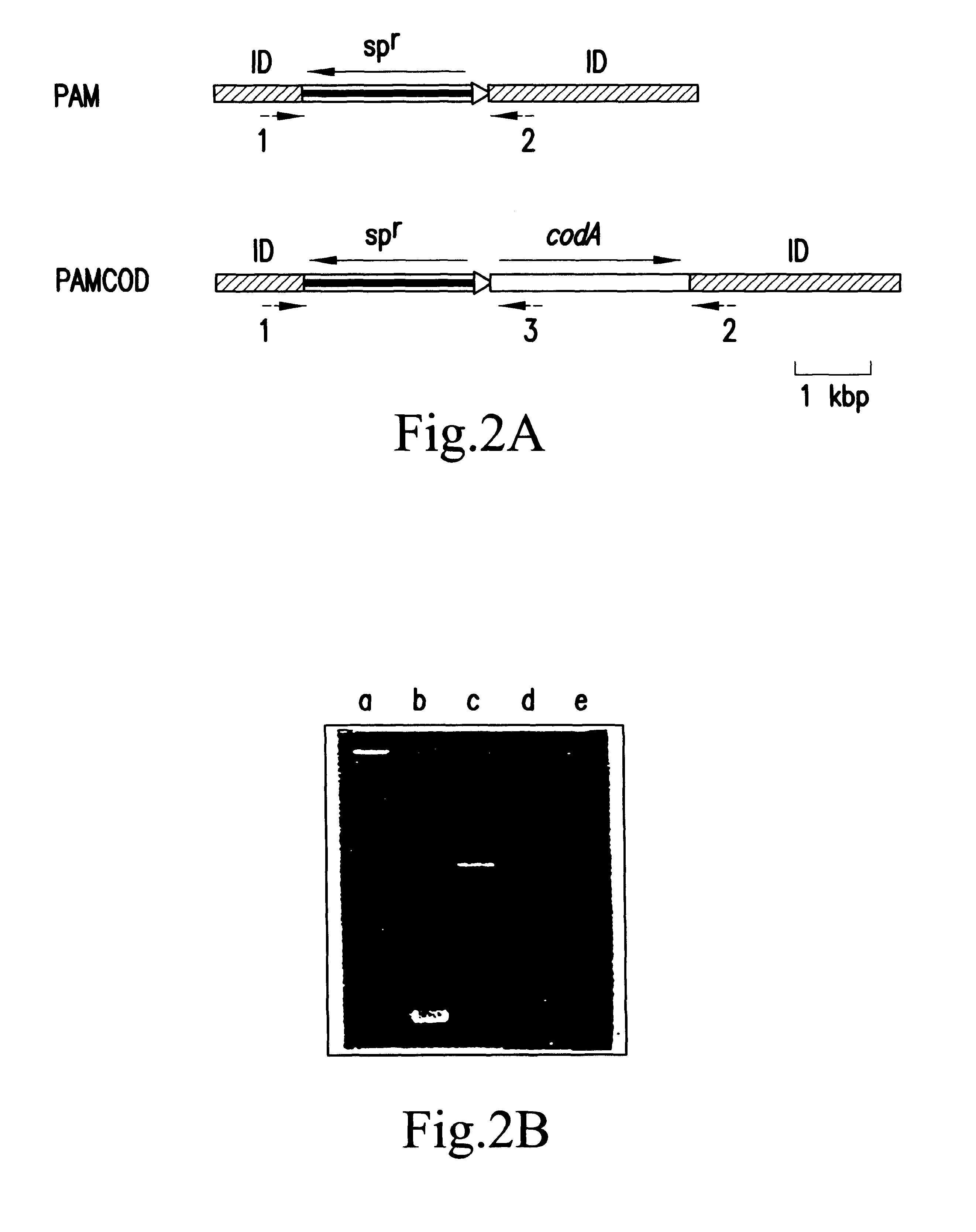 Method for producing temperature-tolerant plants