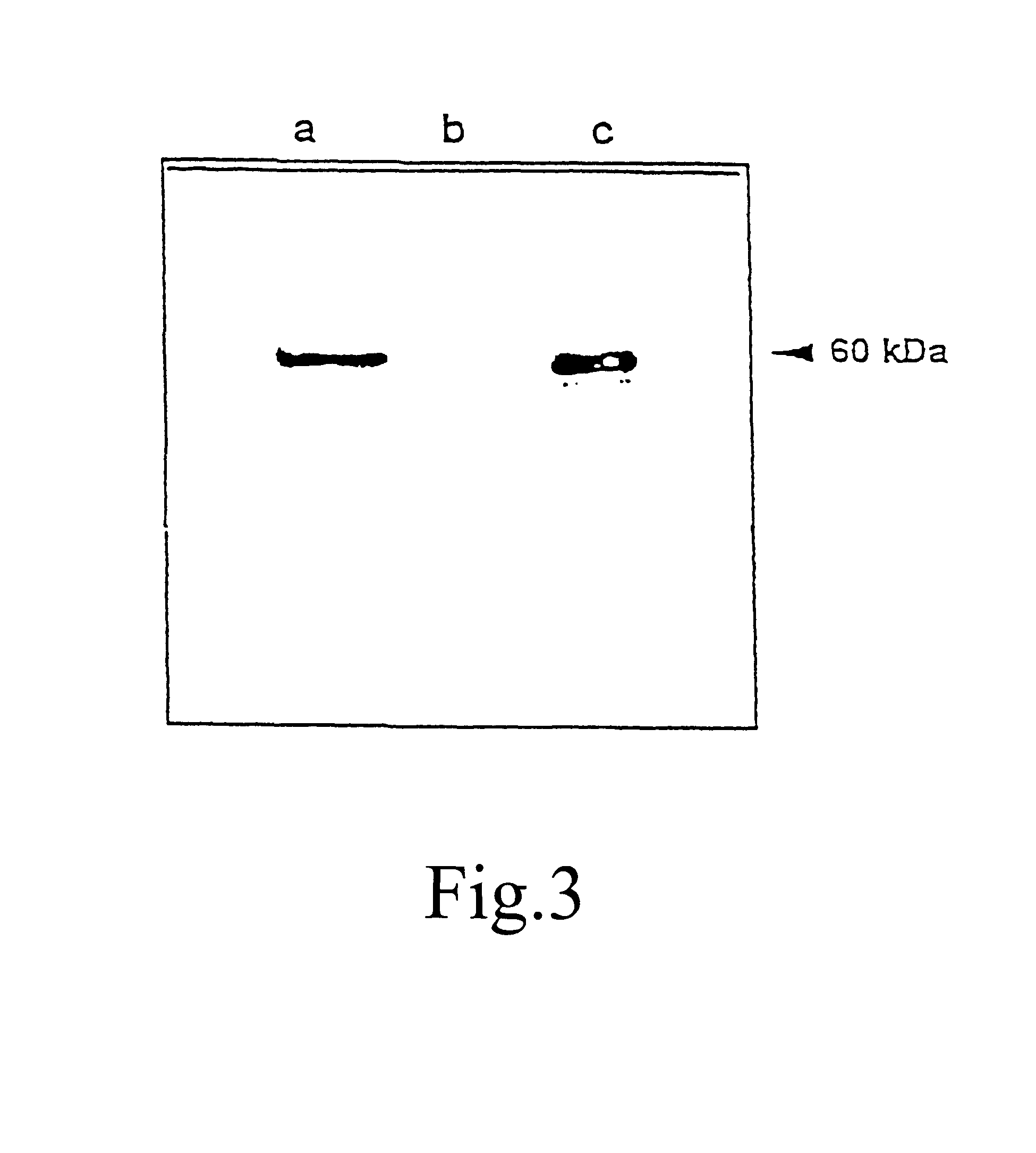 Method for producing temperature-tolerant plants