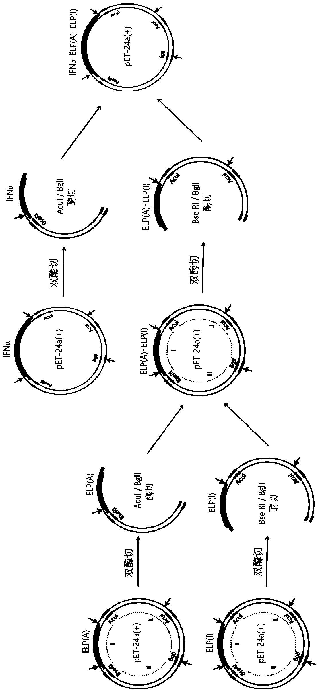 Environmental stimulation responsive protein polymer conjugate self-assembled body and preparation method and application thereof
