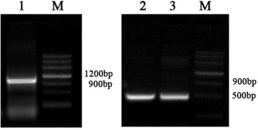 Adenocarcinoma specificity EpCAM-GM-CSF genetic recombinant fusion protein and preparation method thereof