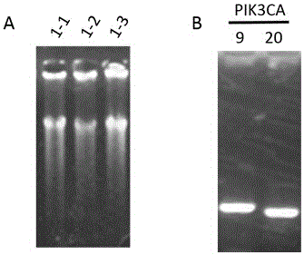 Primer combination for detecting mutation of PIK3CA gene in trace tissue and application of primer combination