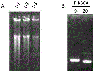 Primer combination for detecting mutation of PIK3CA gene in trace tissue and application of primer combination