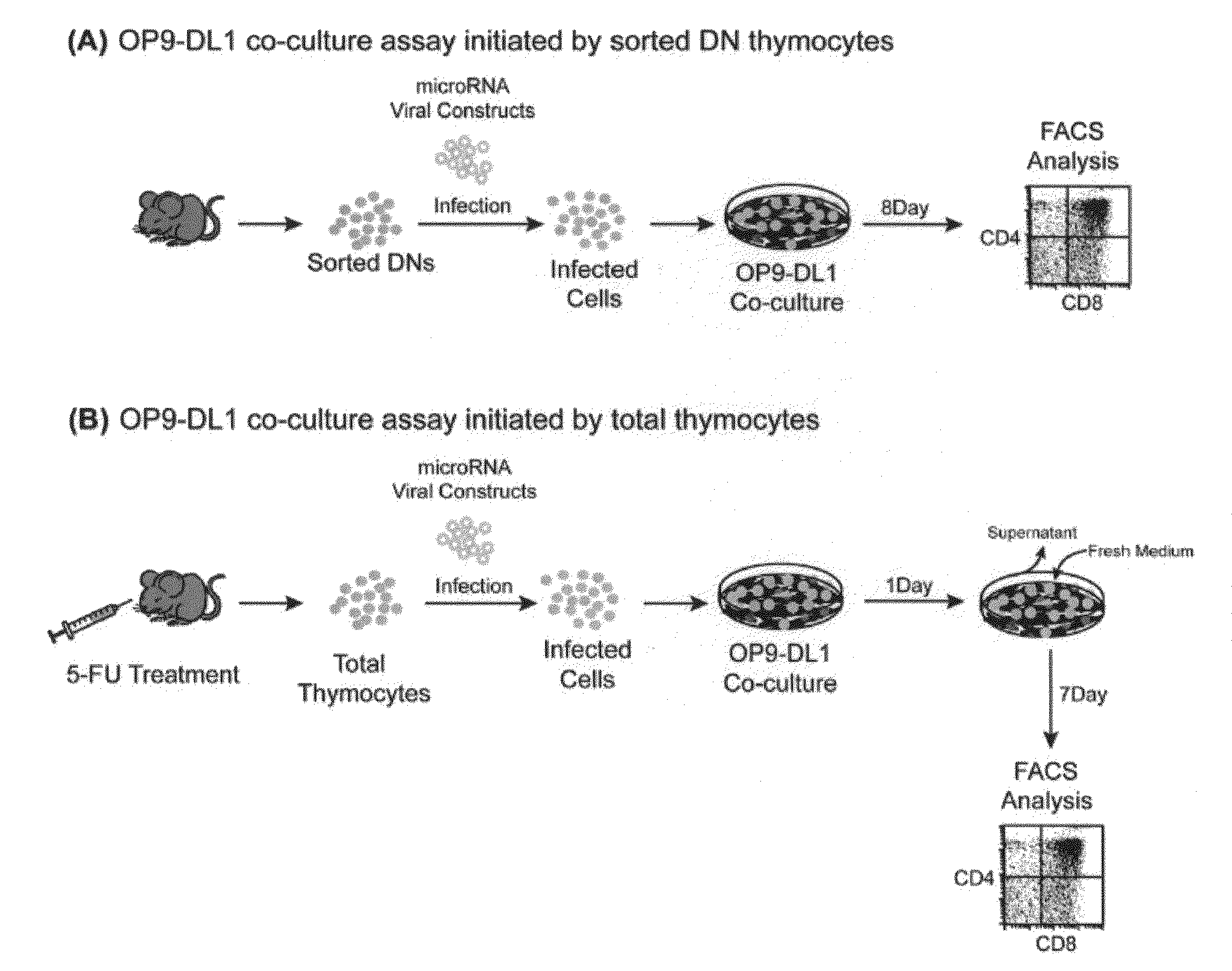 Role of miRNA in T cell leukemia