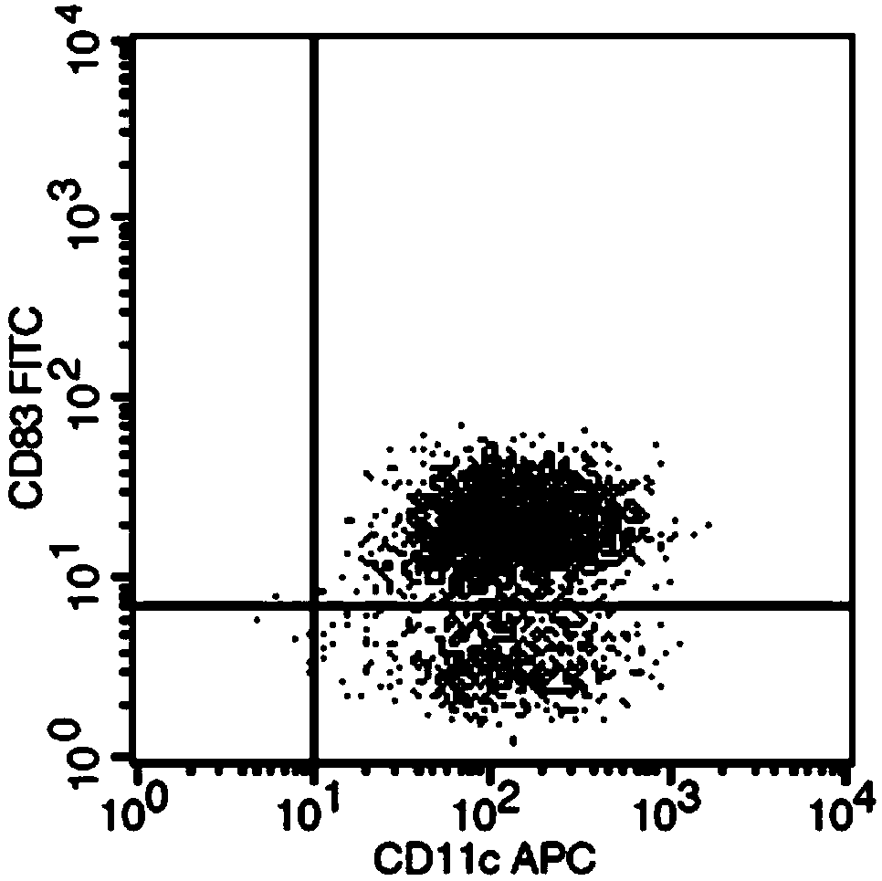 Culture method for DC-CTL cells loaded with tumor cell exosomes