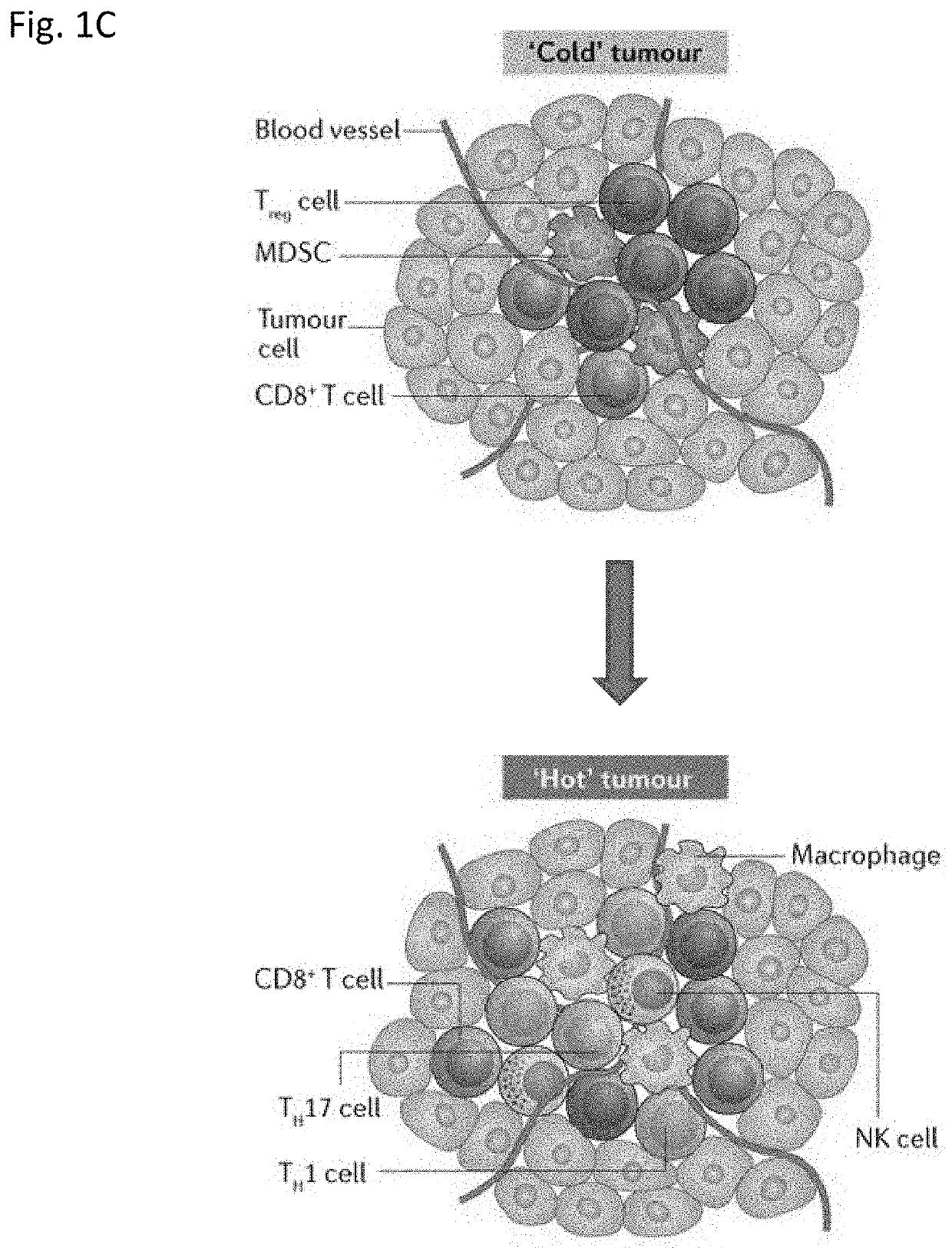 Modulating gabarap to modulate immunogenic cell death