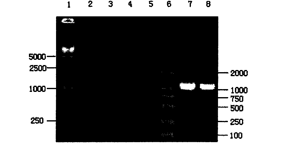 Infectious pancreatic necrosis recombinant VP2 protein antigen and purification method