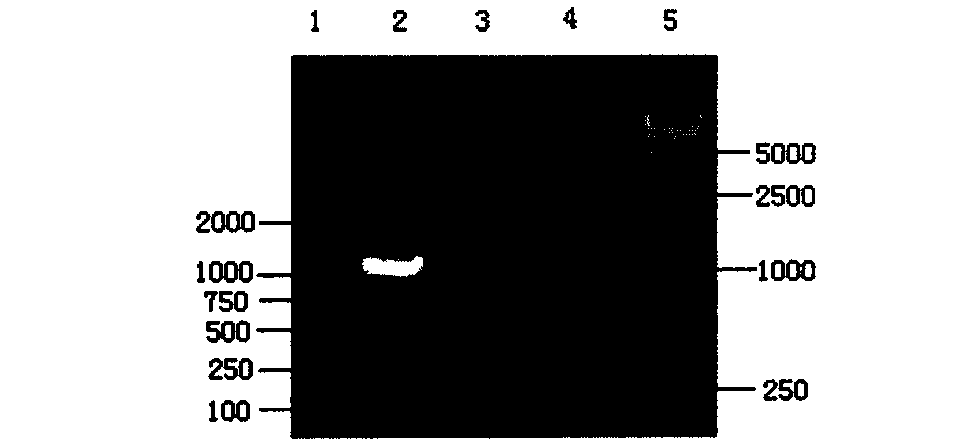 Infectious pancreatic necrosis recombinant VP2 protein antigen and purification method
