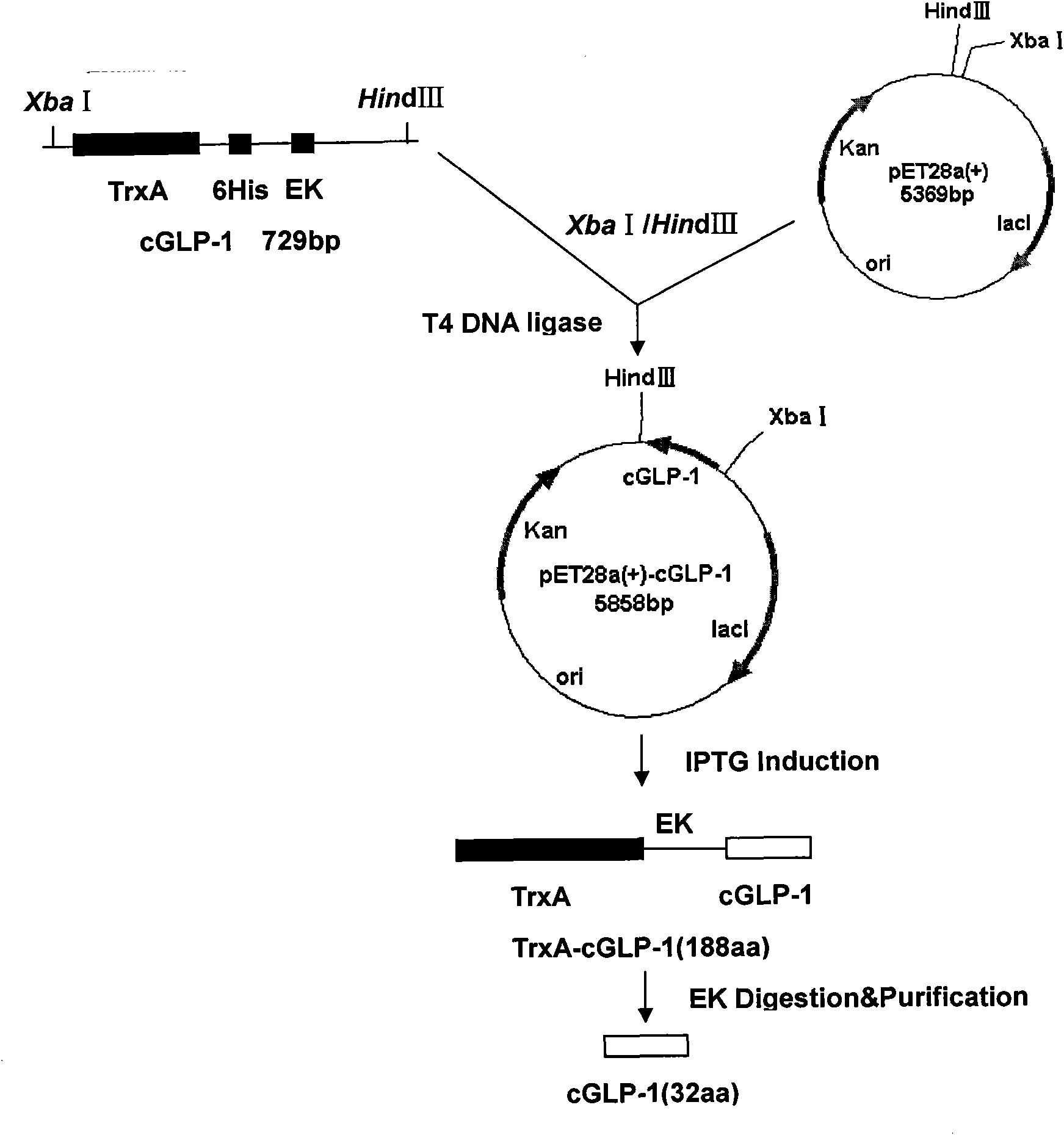 Novel GLP-1 (glucagon-like peptide-1) derivative