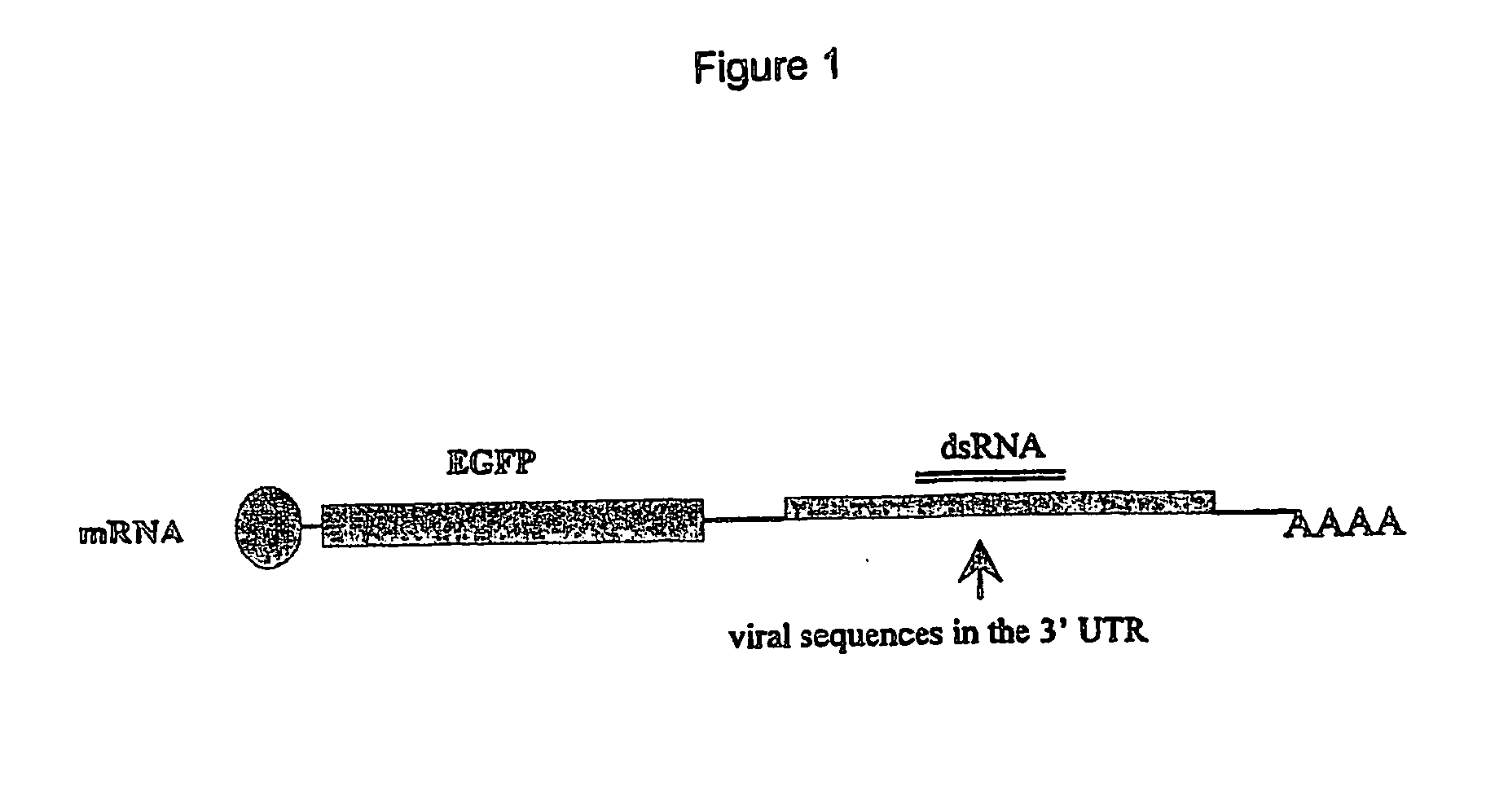 Methods and constructs for evaluation of rnai targets and effector molecules