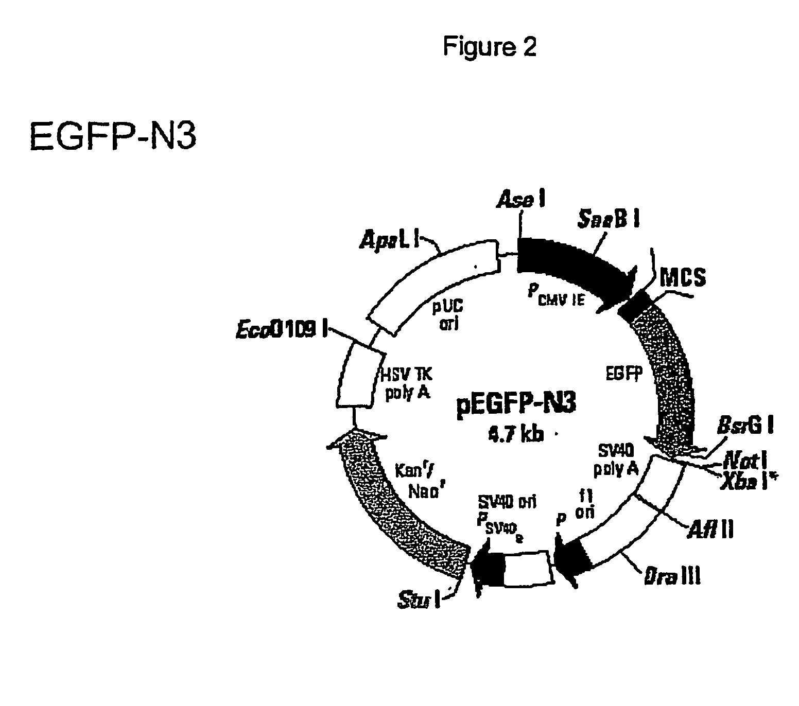 Methods and constructs for evaluation of rnai targets and effector molecules