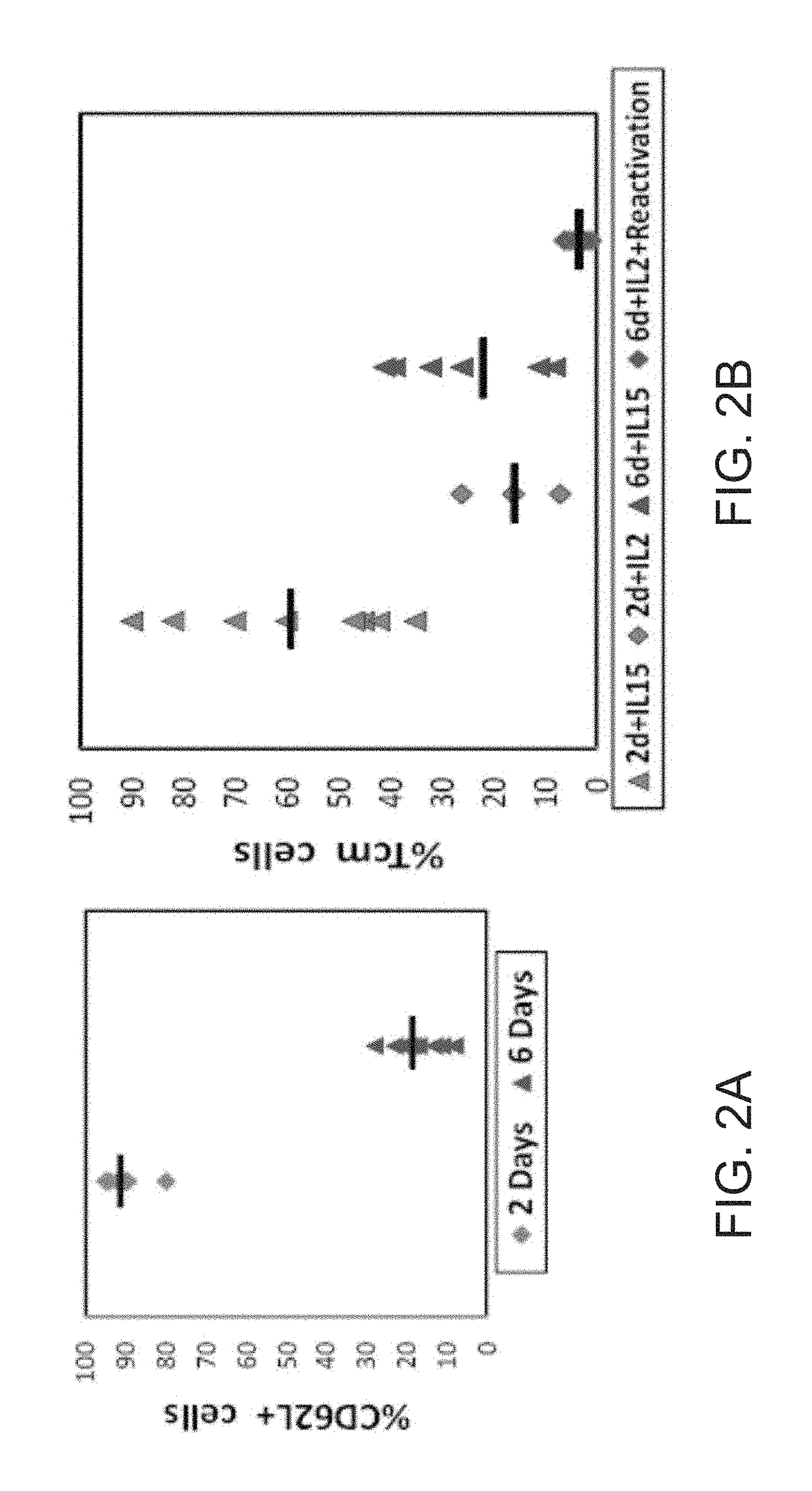 Anti third party central memory T cells, methods of producing same and use of same in transplantation and disease treatment