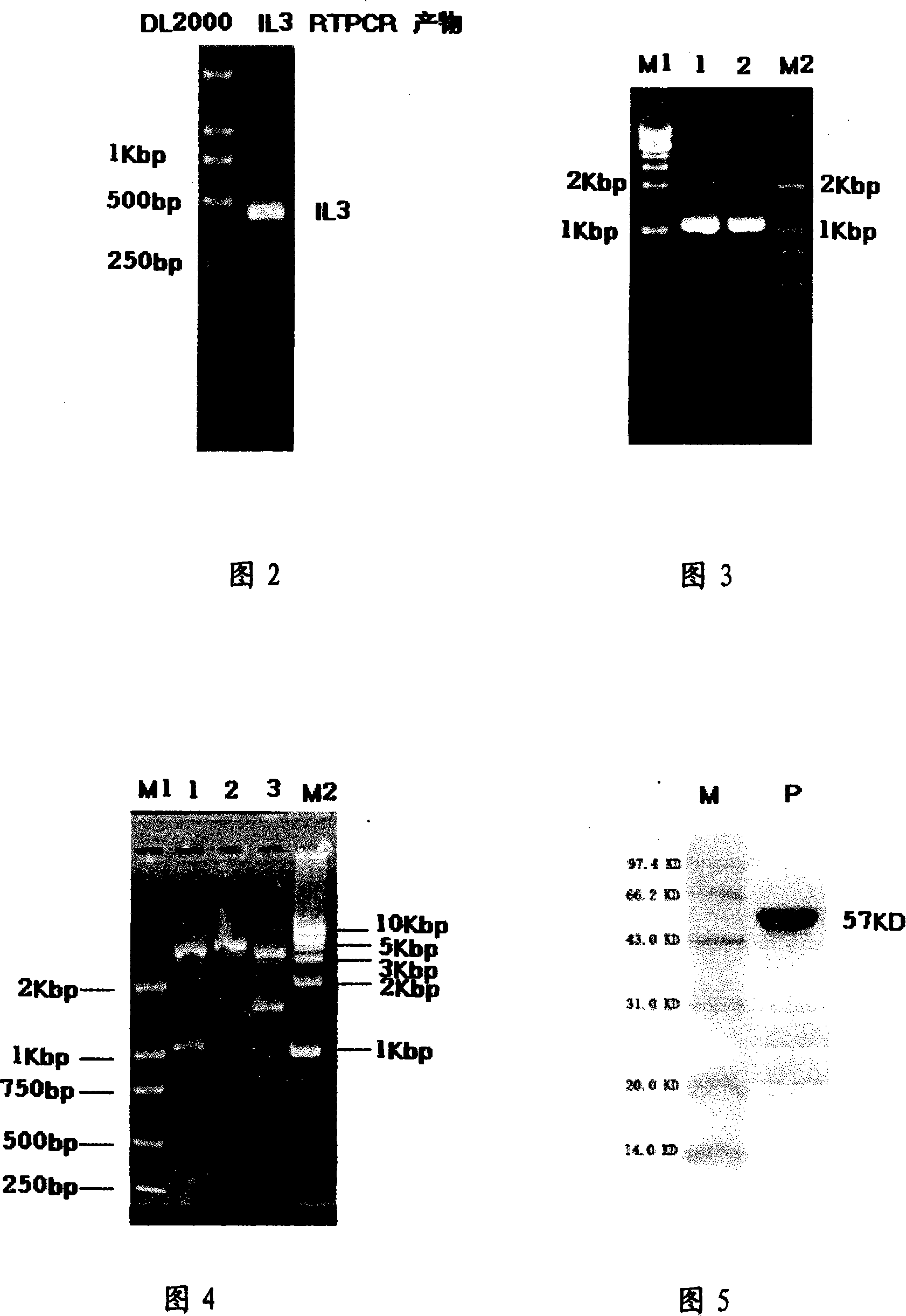 Fused protein restructuring target lethal leukemia cells and preparation method and use thereof
