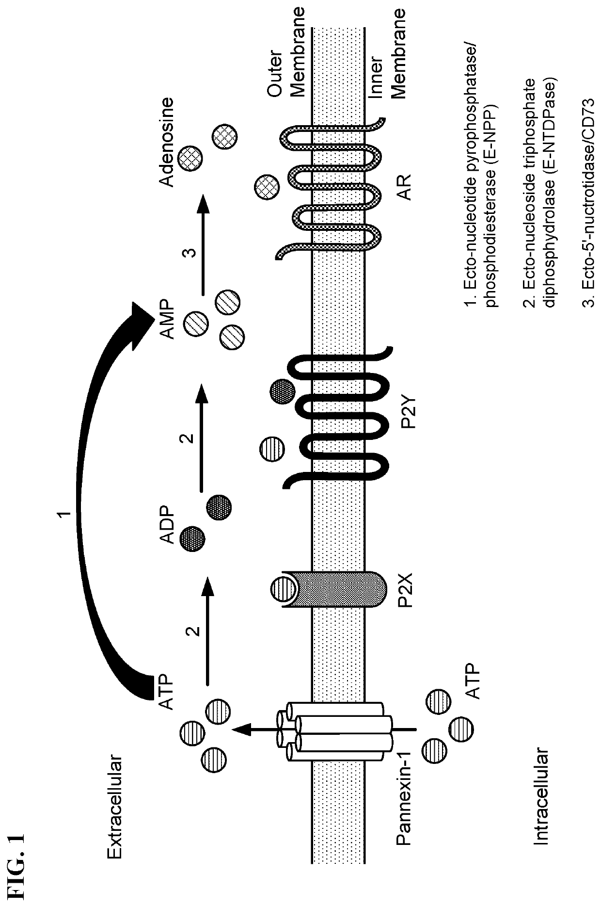 Inhibitors of adenosine 5′-nucleotidase