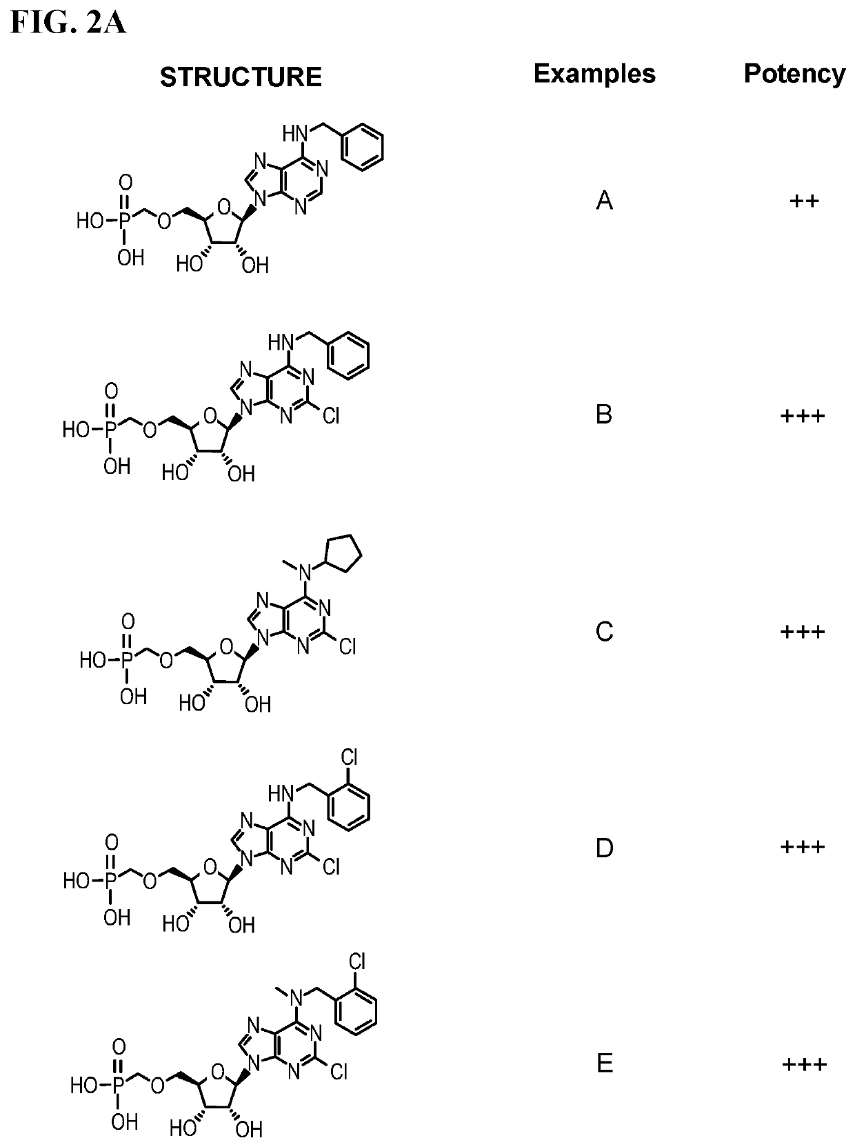 Inhibitors of adenosine 5′-nucleotidase