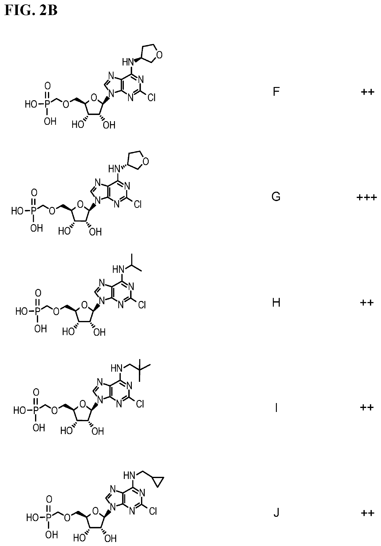 Inhibitors of adenosine 5′-nucleotidase