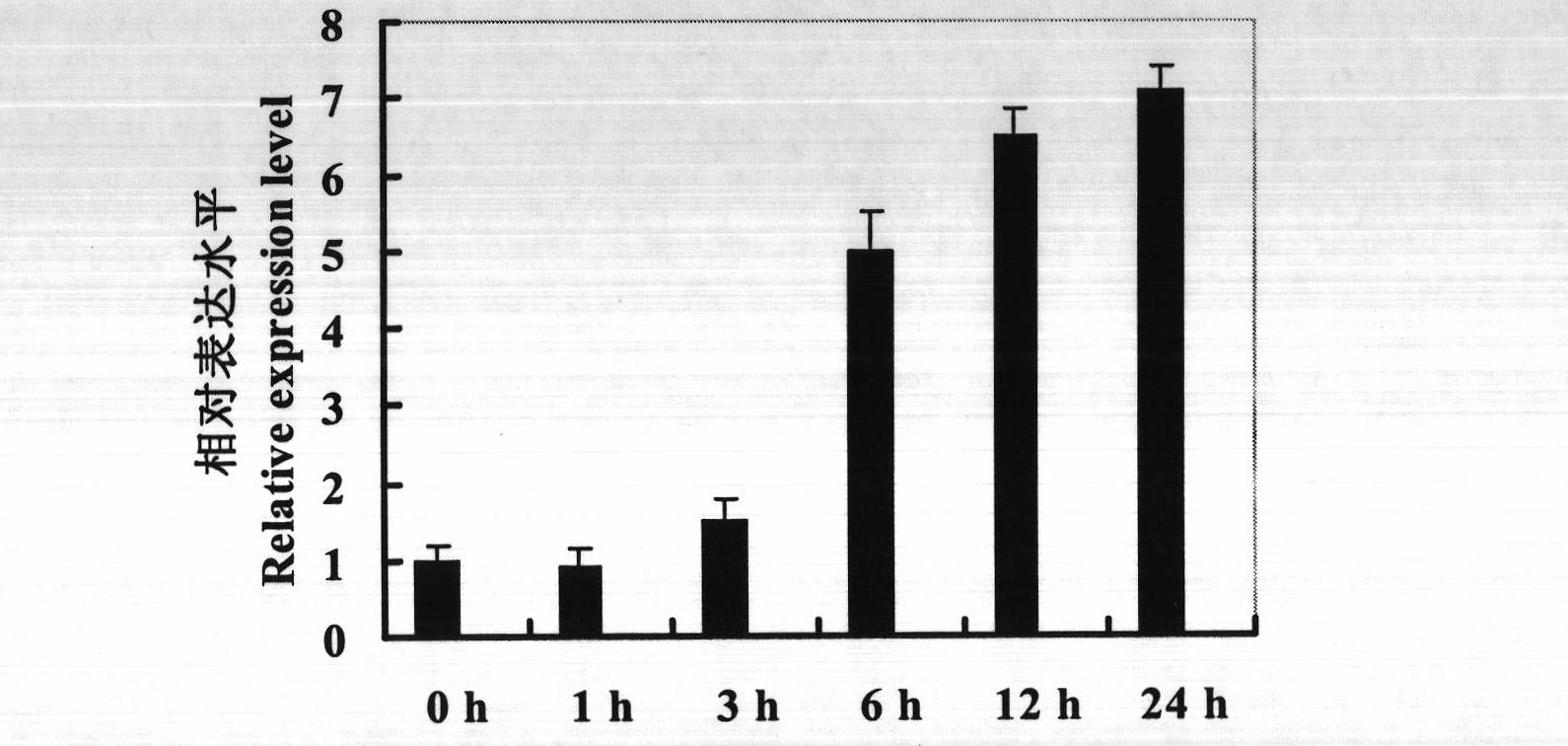 Tobacco drought response gene NtRHF1 and application of encoding protein thereof