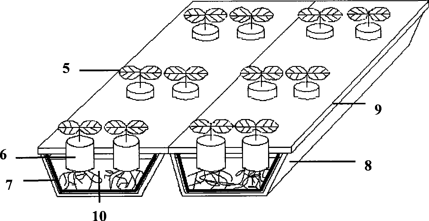 Soilless capillary hydroponics rearing groove