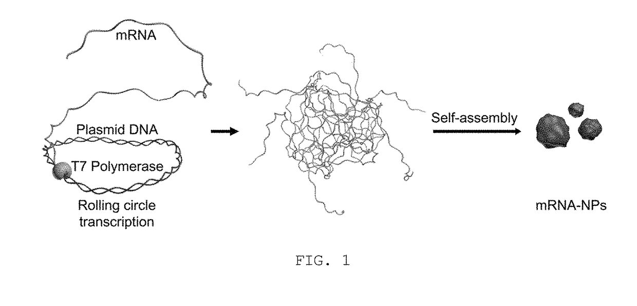 Messenger RNA nanoparticles and preparation method therefor