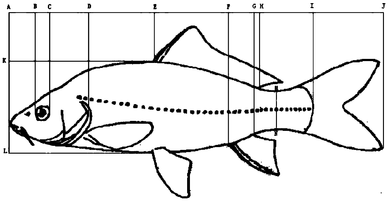 A method for constructing parental populations of carp with good muscle quality