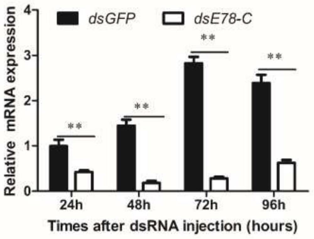 A kind of cDNA of cotton bollworm molting hormone regulatory factor e78-c gene and its application