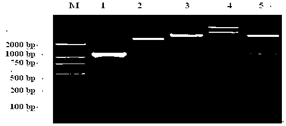 Trichina recombinant protein and application thereof