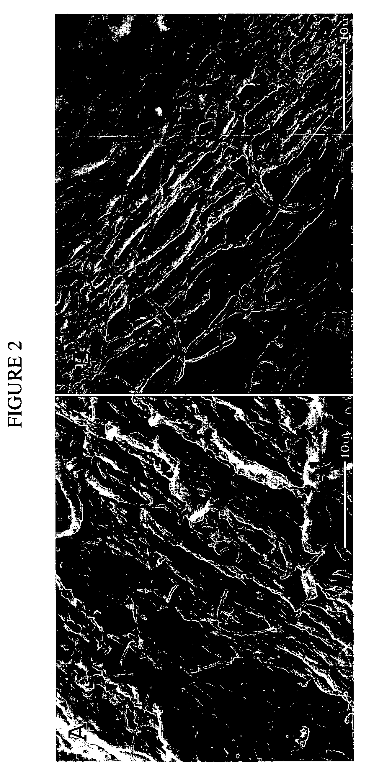 Tissue scaffold having aligned fibrils and artificial tissue comprising the same