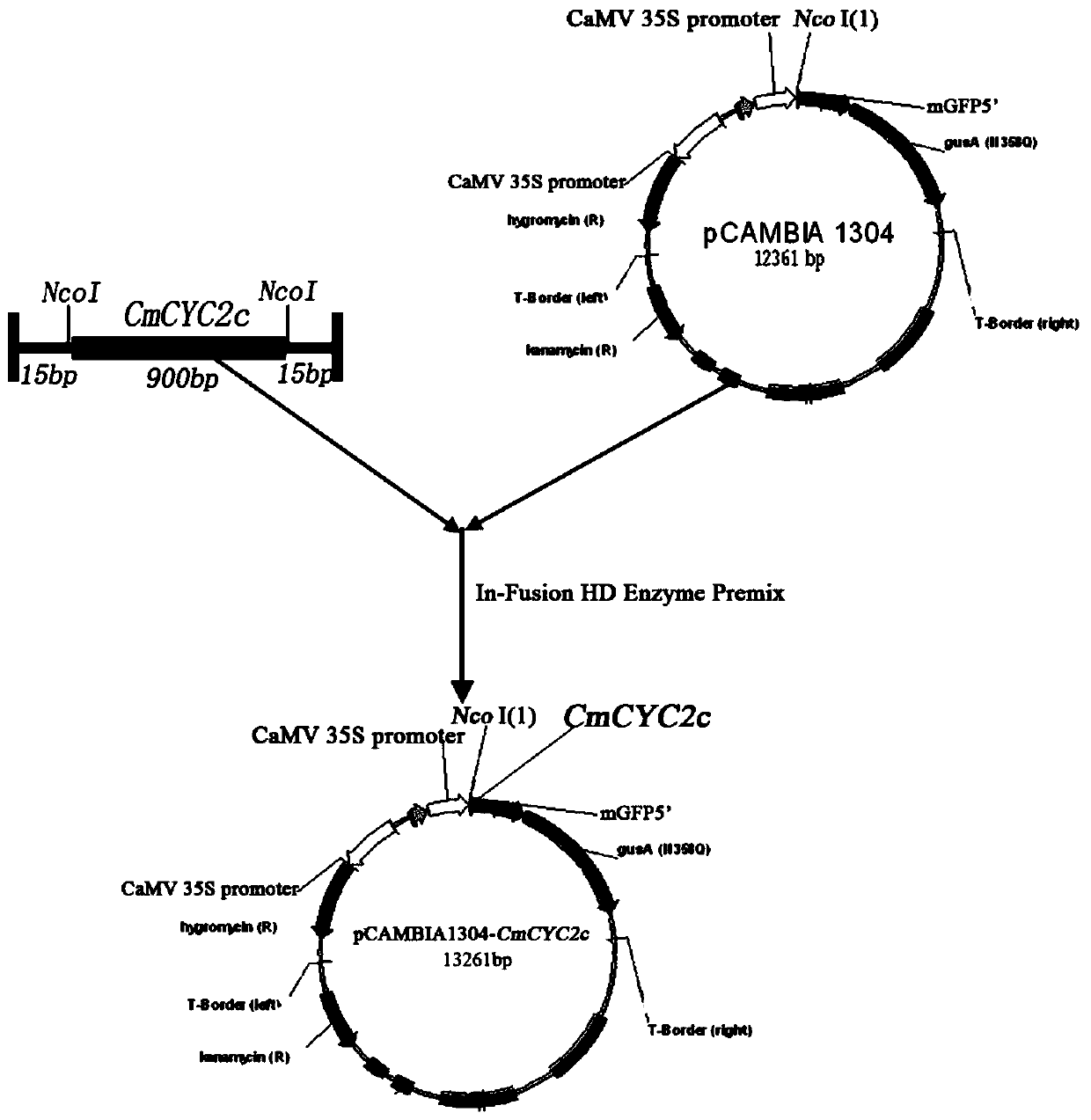 Chrysanthemum symmetry gene cmcyc2c and its application