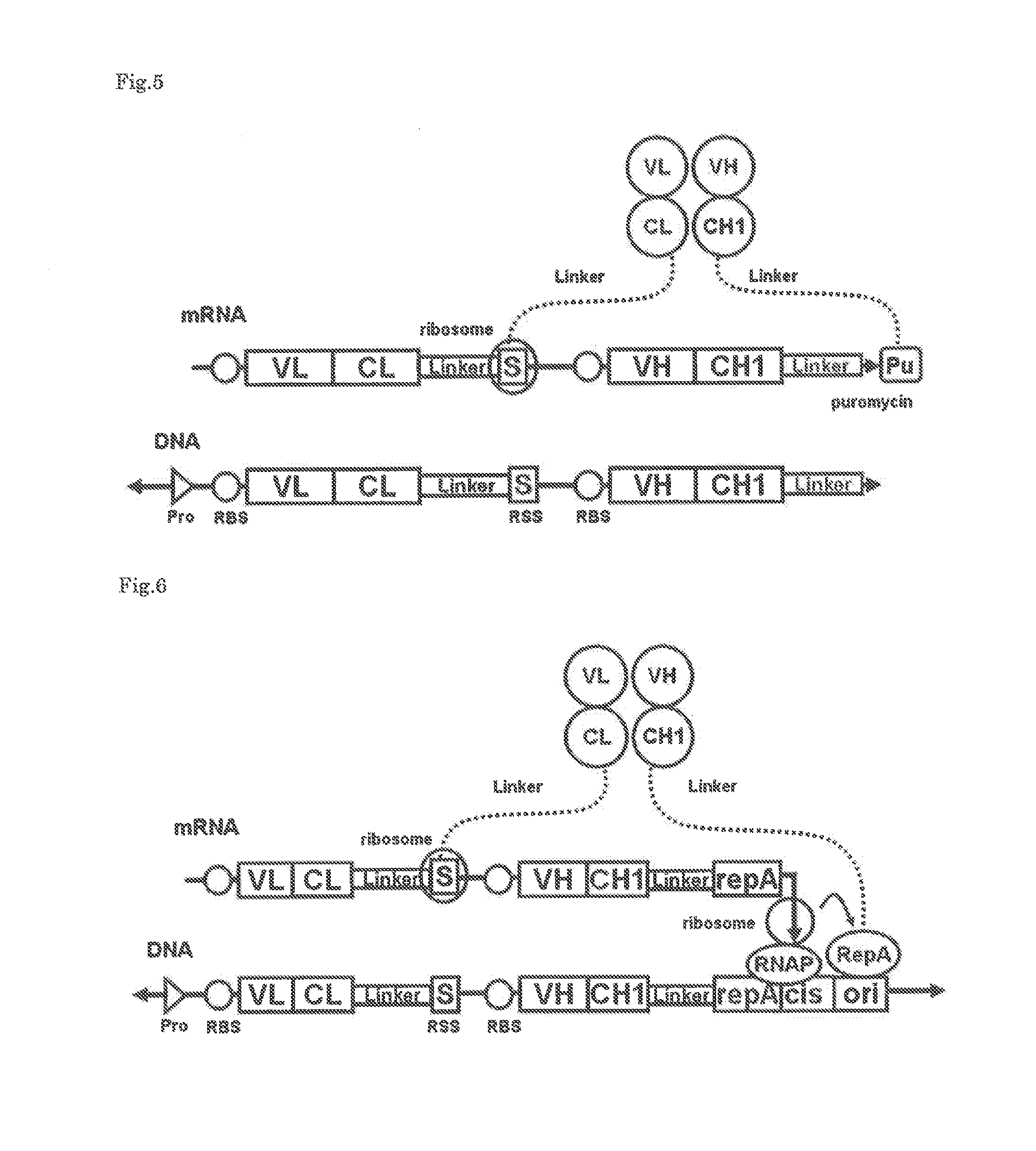 Polynucleotide construct capable of displaying fab in a cell-free translation system, and method for manufacturing and screening fab using same