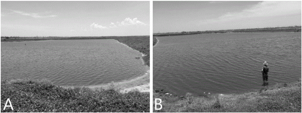 Regionally cultured aquatic miniature organism nourishing agent and preparation method thereof