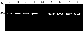 Mitochondria PCR-RFLP identification method for Crassostrea nippona and Crassostrea gigas