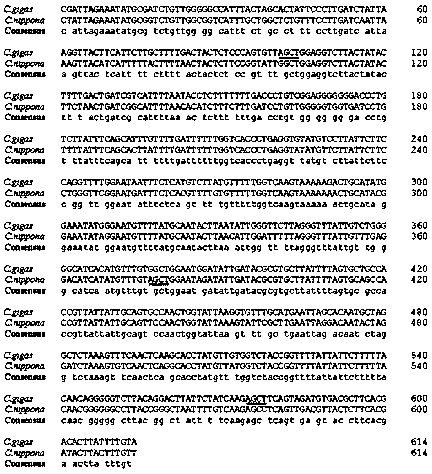 Mitochondria PCR-RFLP identification method for Crassostrea nippona and Crassostrea gigas