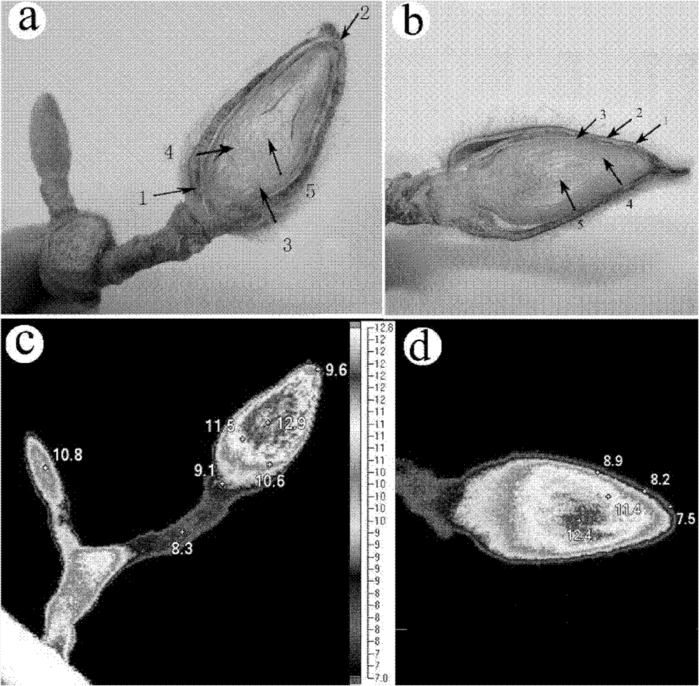 Living body imaging method for monitoring temperature change in plant flower bud differentiation or flowering process