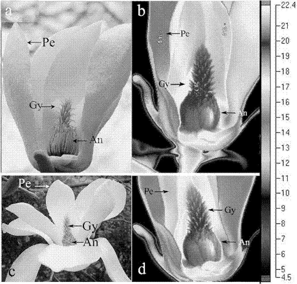 Living body imaging method for monitoring temperature change in plant flower bud differentiation or flowering process