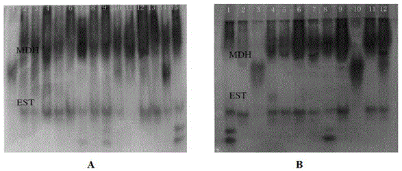 Method for separation and identification of kenaf root knot nematode