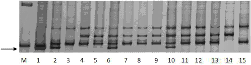 Specific codominant molecular marker of haynaldia villosa 4VL chromosome as well as primers and application of molecular marker