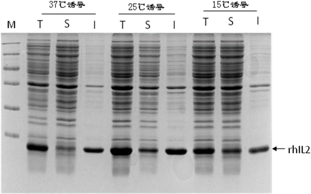 Optimized nucleotide sequence of recombinant human interleukin-2 and high-efficiency soluble expression method