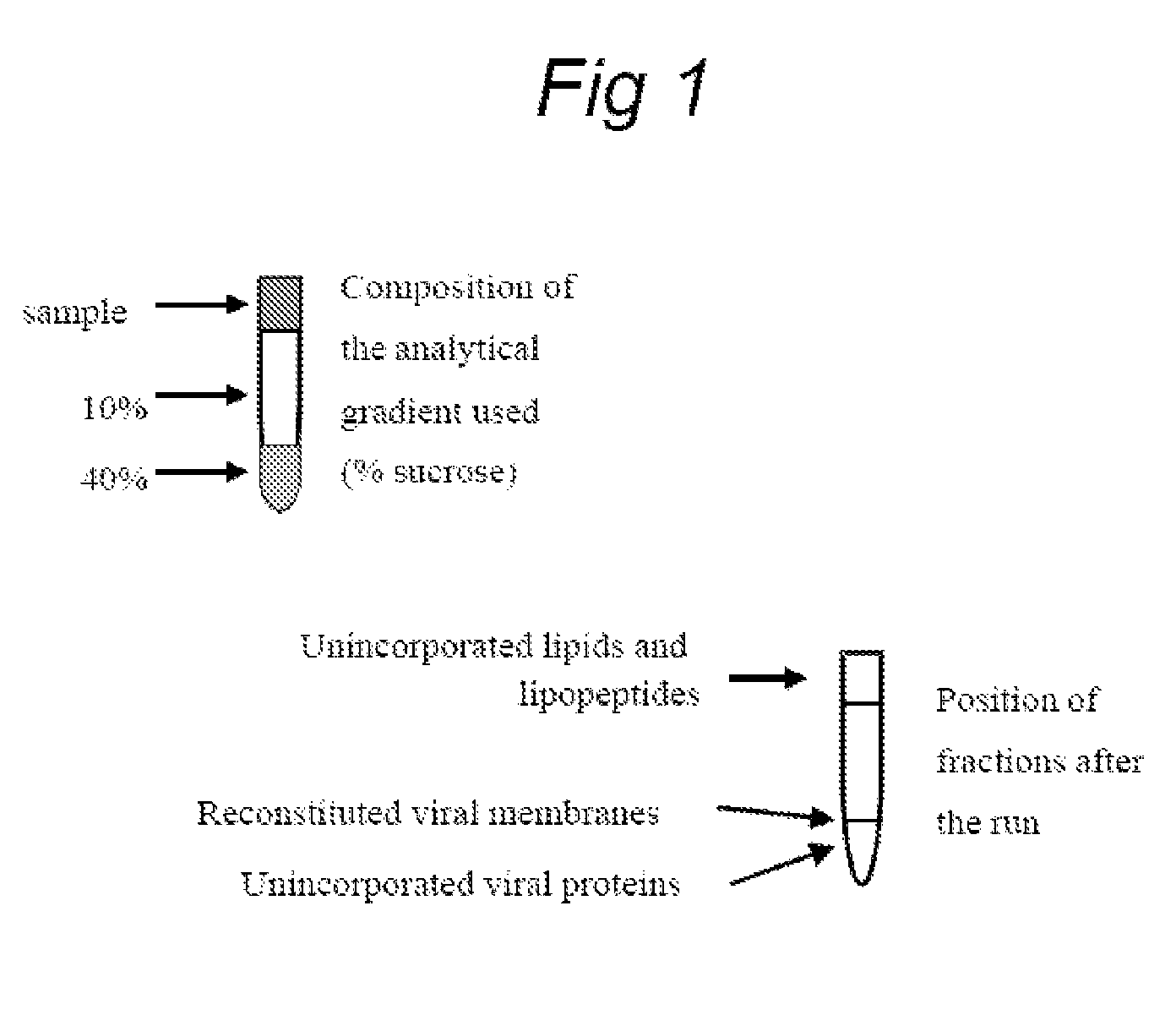 Functionally reconstituted viral membranes containing adjuvant