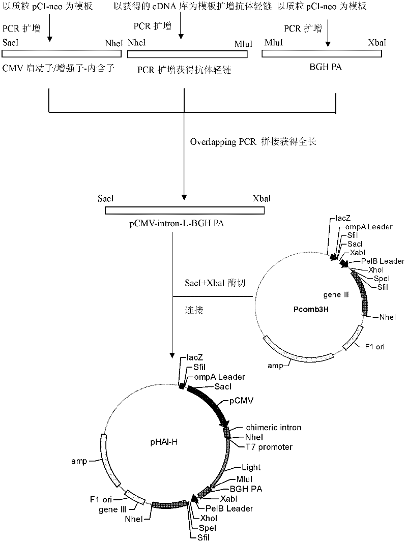 Bicistronic mRNA (messenger ribonucleic acid) expression vector suitable for cells of mammals and application thereof