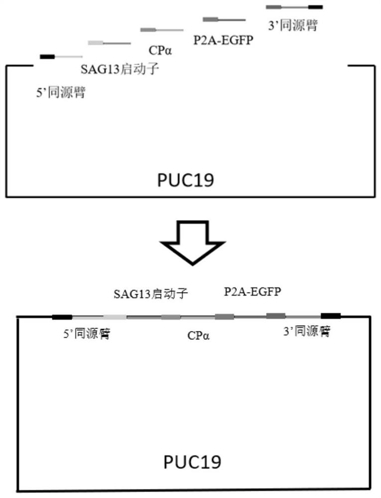 Recombinant coccidiosis vector for expressing alpha toxin protein and fluorescent tag protein and detection method of recombinant coccidiosis vector