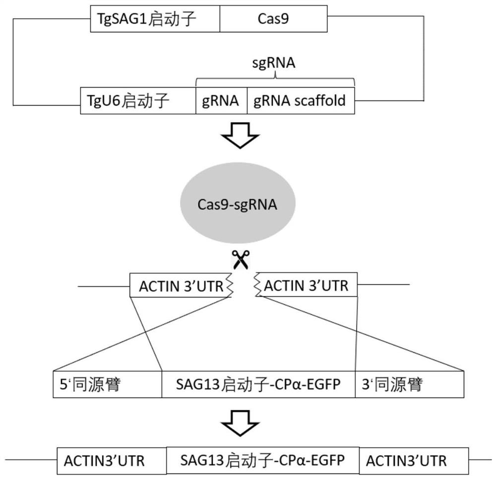 Recombinant coccidiosis vector for expressing alpha toxin protein and fluorescent tag protein and detection method of recombinant coccidiosis vector