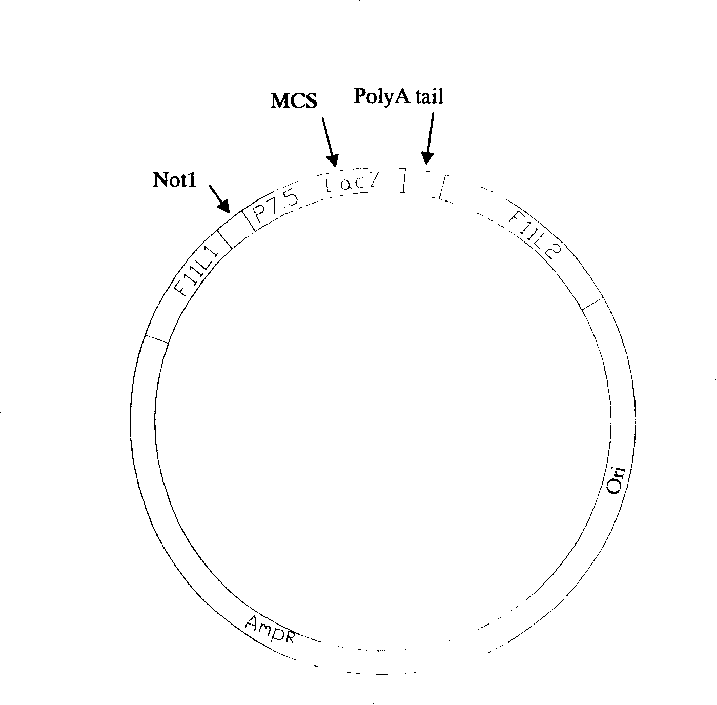 Fowl pox virus double-gene expression carrier (PG7.5N)