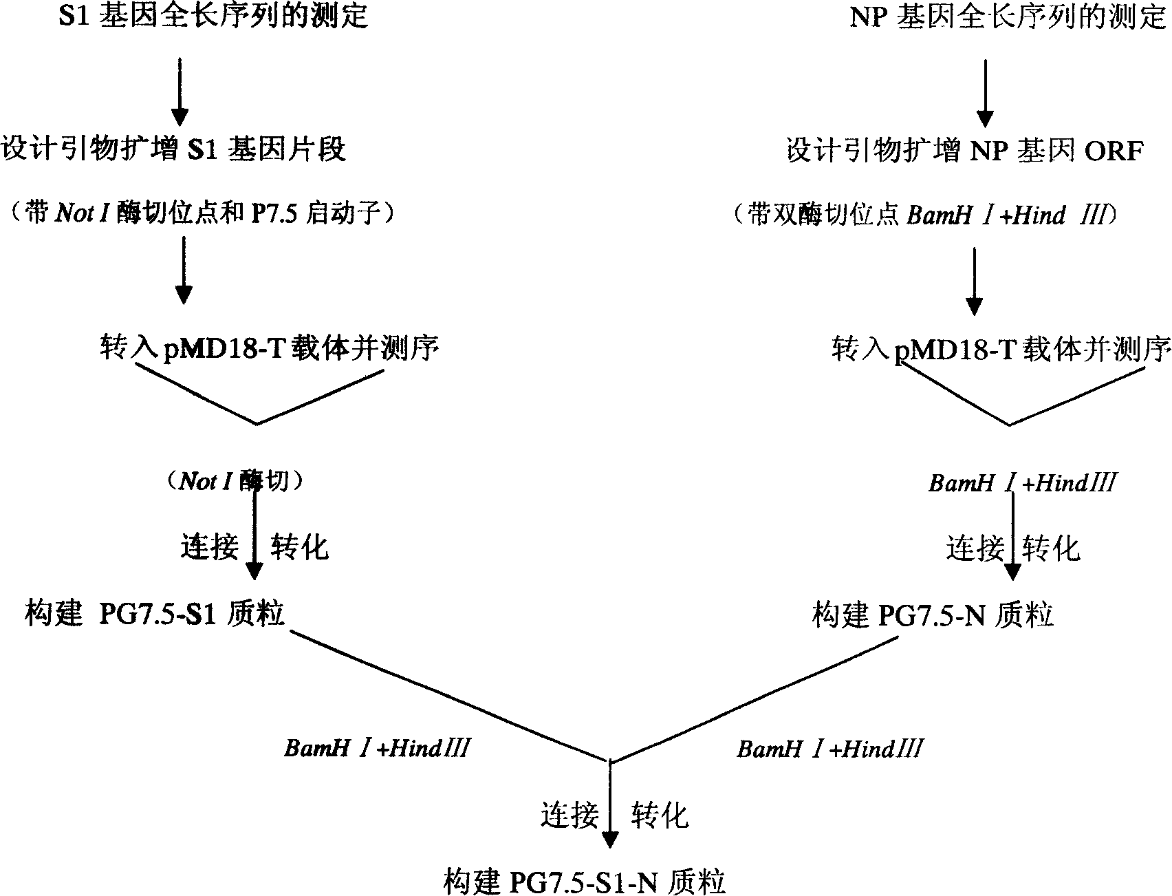 Fowl pox virus double-gene expression carrier (PG7.5N)