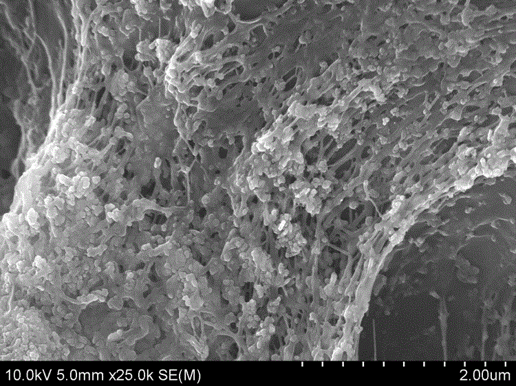 A kind of preparation method of cu/zno compound antibacterial PP masterbatch