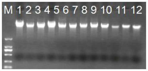 Method using markers of defensin genes to improve resistance ability of chicken salmonella